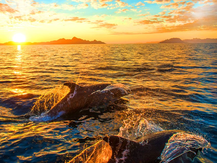Pula: National Park Brijuni Dolphin Cruise with Dinner - The dolphin search off the Adriatic Coast