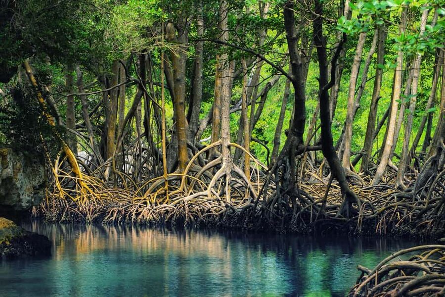 Punta Cana: Los Haitises National Park Full-Day Tour - The language issue deserves attention