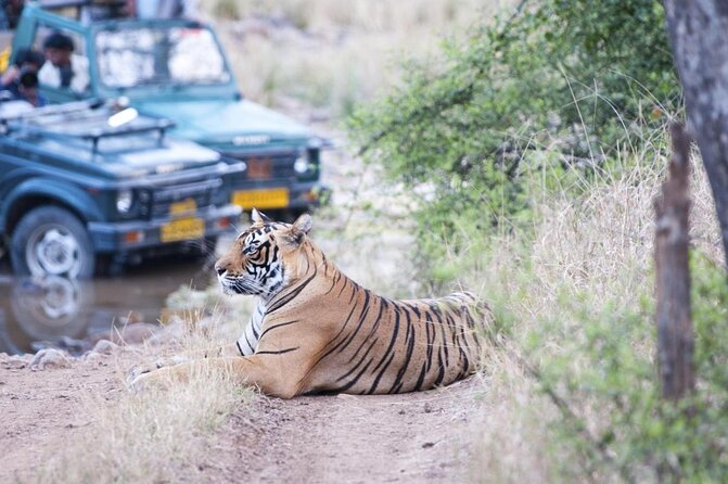 Ranthambore Wildlife Safari Day Trip from Jaipur - Key points to know before booking