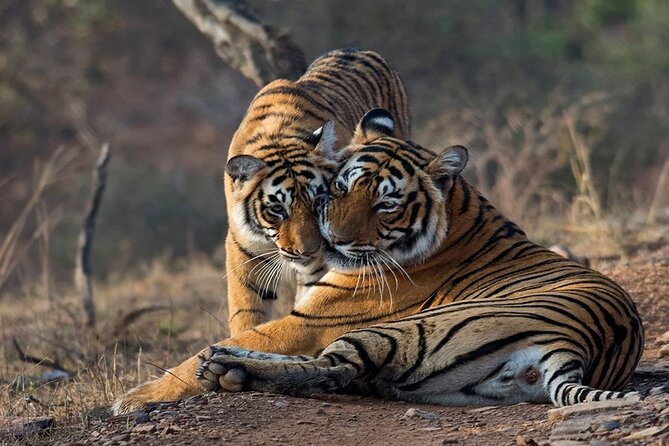Ranthambore Wildlife Safari Day Trip from Jaipur - Leaving Jaipur at 8:00 AM
