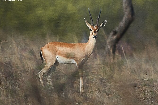 Ranthambore Wildlife Safari Day Trip from Jaipur - Tiger sightings and the value of patience