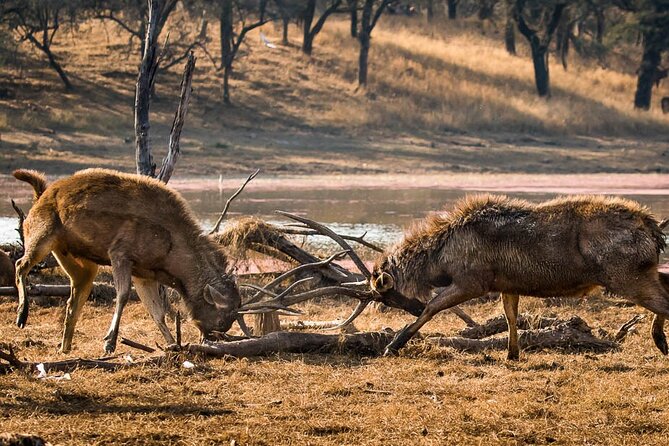 Ranthambore Wildlife Safari Day Trip from Jaipur - What could be improved