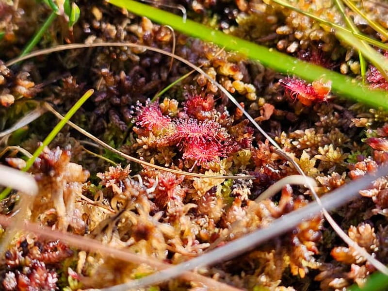 Riga: Best of Kemeri National Park In One Day - The Great Ķemeri Bog Boardwalk sets the tone