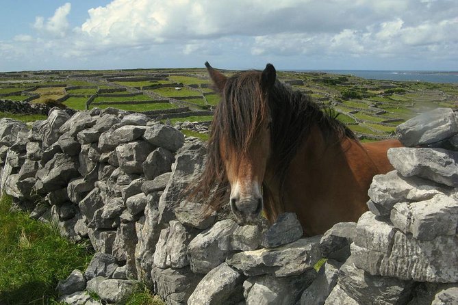 Ring of Kerry Day Tour from Cork: Including Killarney National Park - Killarney National Park and the extra-cost choice