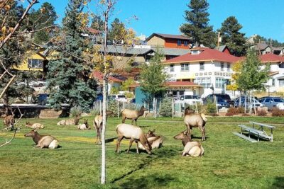 Rocky Mountain National Park in Summer Tour from Denver