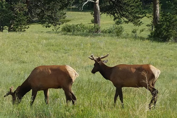 Rocky Mountain National Park in Summer Tour from Denver - Alpine Visitor Center and Milner Pass