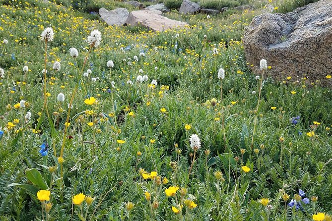 Rocky Mountain National Park in Summer Tour from Denver - Wildlife watching in Beaver Meadows and beyond