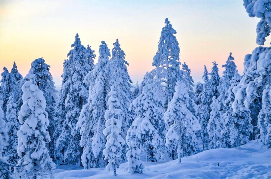 Rovaniemi: Guided Wilderness Snowmobile Ride - Photo Stops and Quiet Arctic Views