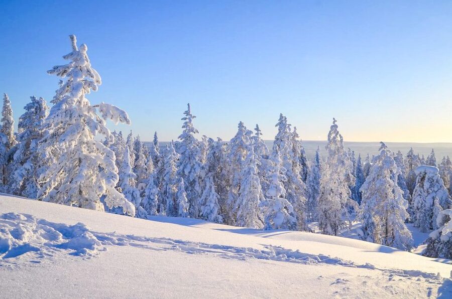 Rovaniemi: Guided Wilderness Snowmobile Ride - Should You Book This Snowmobile Ride?