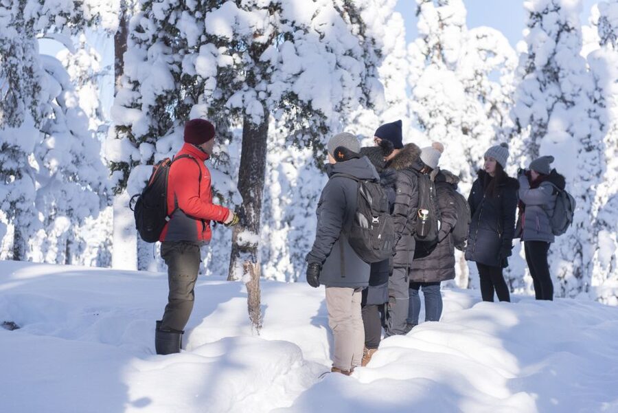 Rovaniemi: Wilderness Tour - Winter trails, frozen trees, and animal tracks