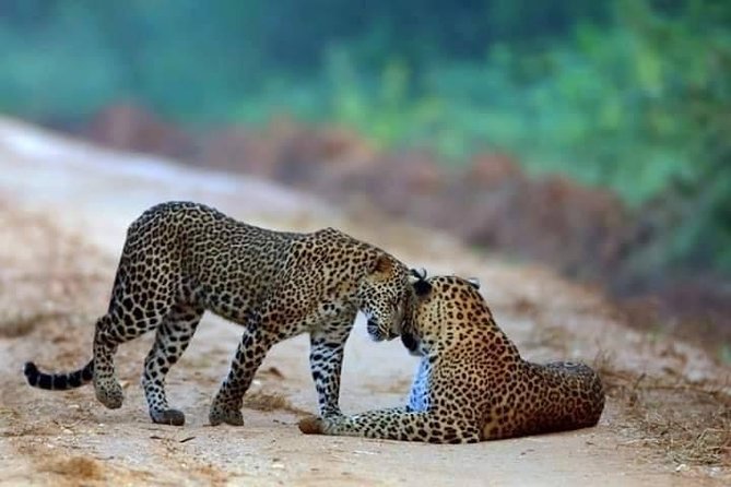 Safari at Wilpattu National Park from Negombo (All inclusive day tour) - Key points before you book