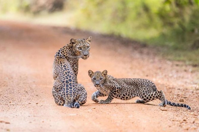 Safari at Wilpattu National Park from Negombo (All inclusive day tour) - Leaving Negombo at 5:00 a.m.