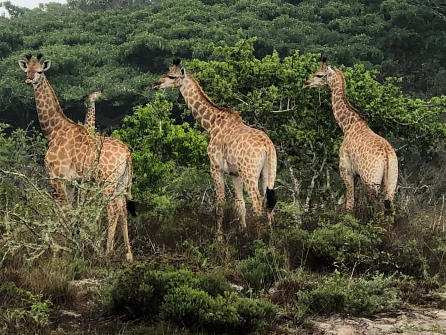 Safari in Maputo National Park - Key points before you book