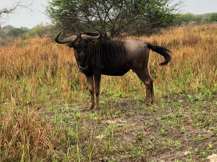 Safari in Maputo National Park - Why this safari works well from Maputo