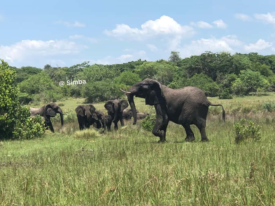 Safari in Maputo National Park - Six hours of wildlife search inside the park
