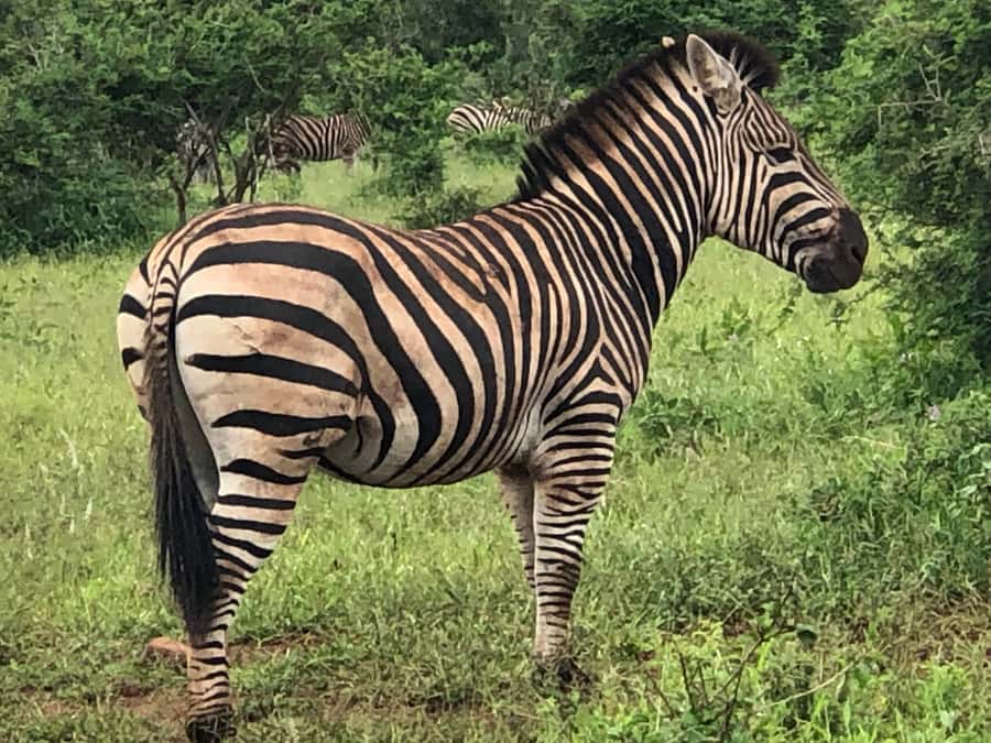 Safari in Maputo National Park - The final morning drive and return to Maputo