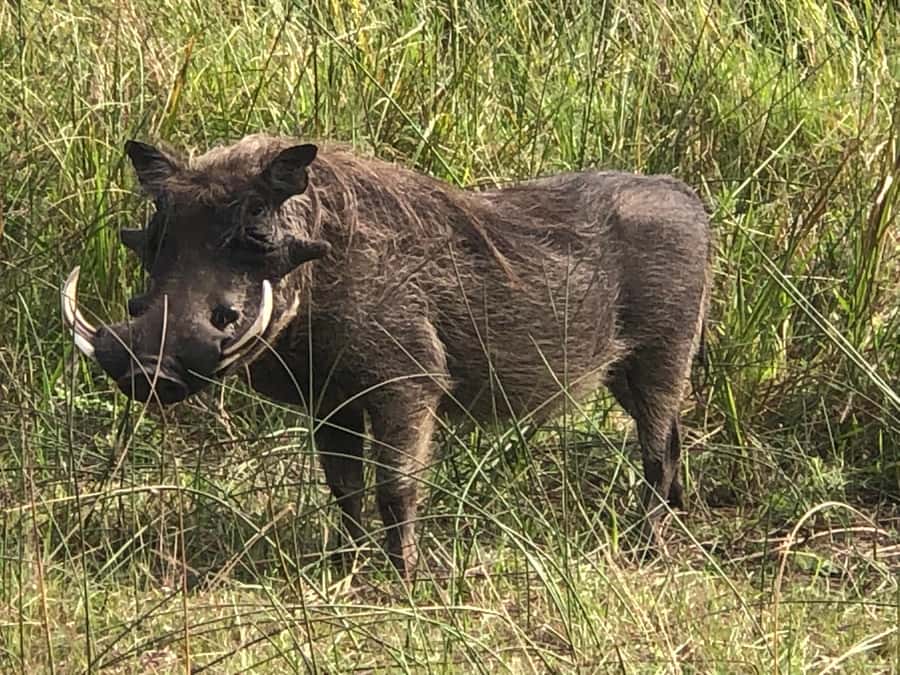 Safari in Maputo National Park - Is $220 per person good value?