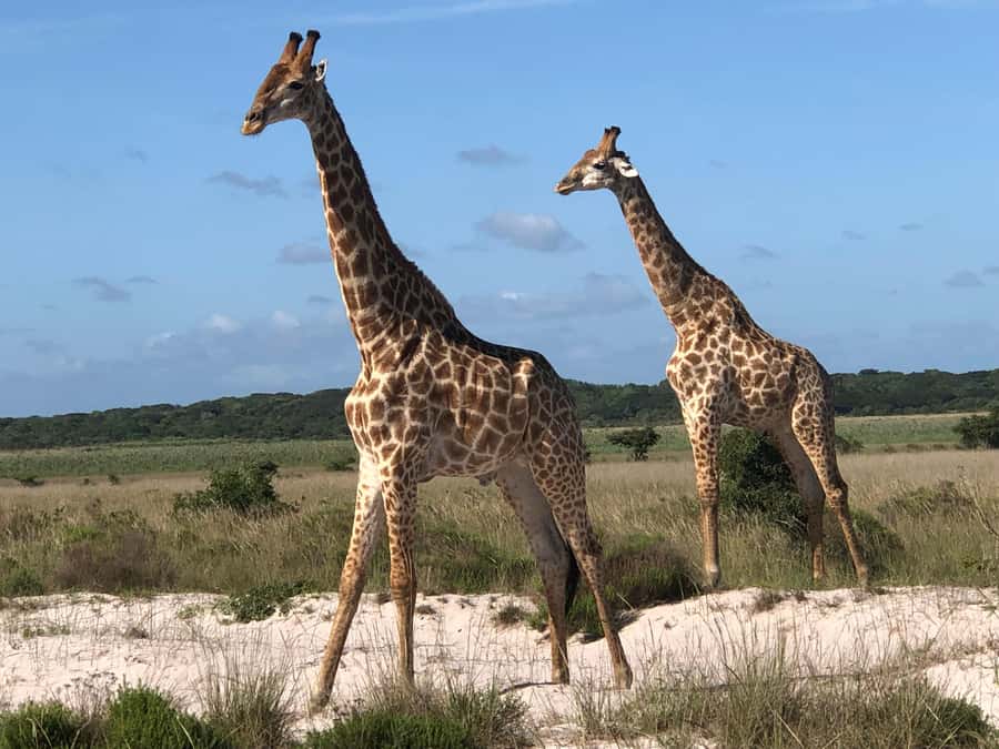 Safari in Maputo National Park - The 06:30 departure and bridge crossing