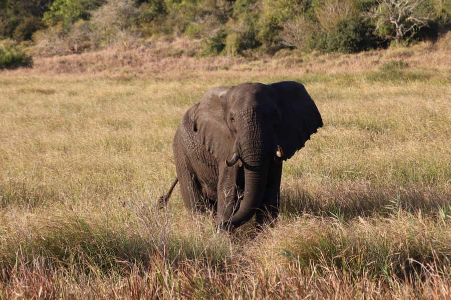Safari Kruger National Park from Maputo - Key points to know before booking