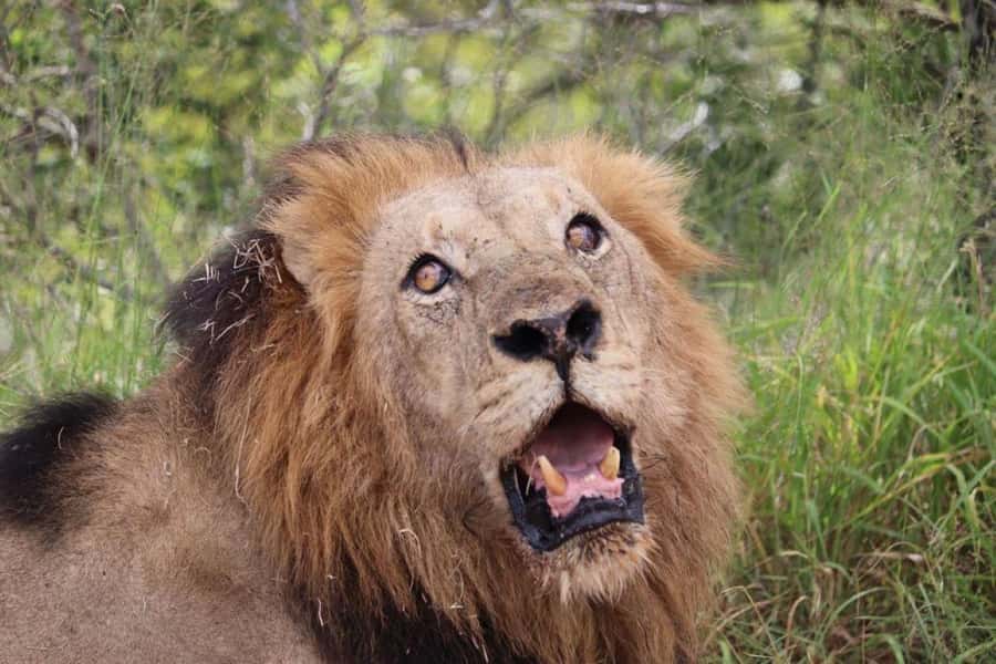 Safari Kruger National Park from Maputo - Why a Maputo to Kruger day trip makes sense