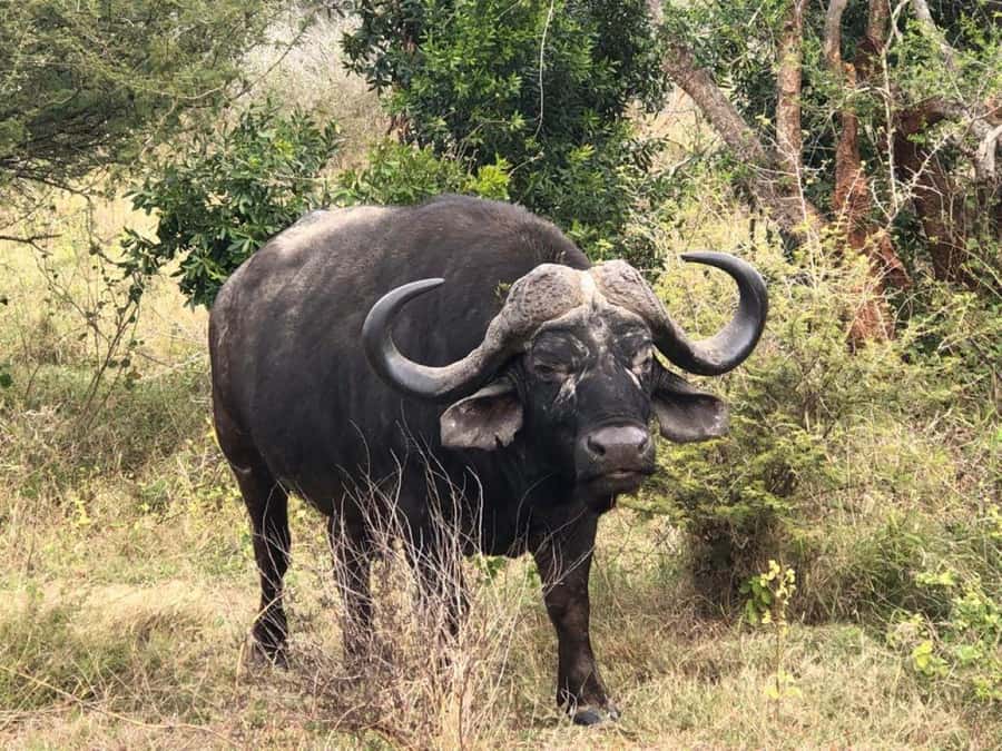 Safari Kruger National Park from Maputo - Entering through Crocodile Bridge Gate at 7:00