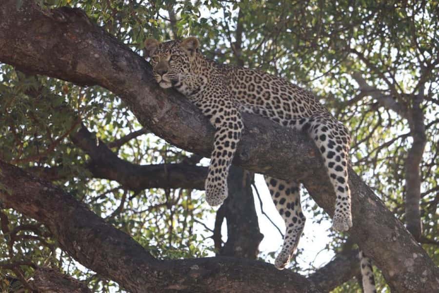 Safari Kruger National Park from Maputo - Returning to Maputo by 17:00