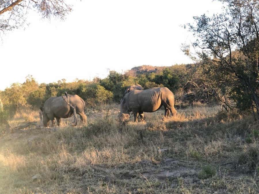 Safari Kruger National Park from Maputo - The 5:00 pickup and border crossing