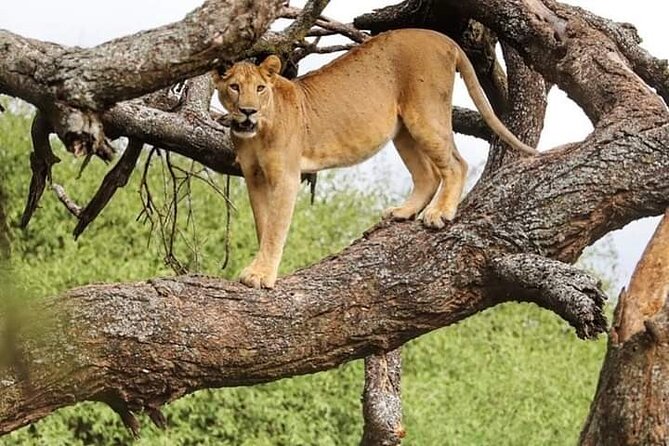 Safari Tour; Nairobi National Park - The early pickup and the road into the park