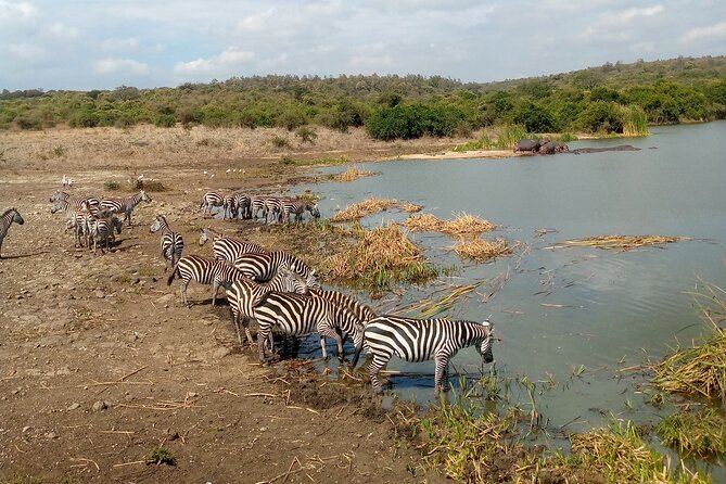 Safari Tour; Nairobi National Park - Four to five hours of game viewing