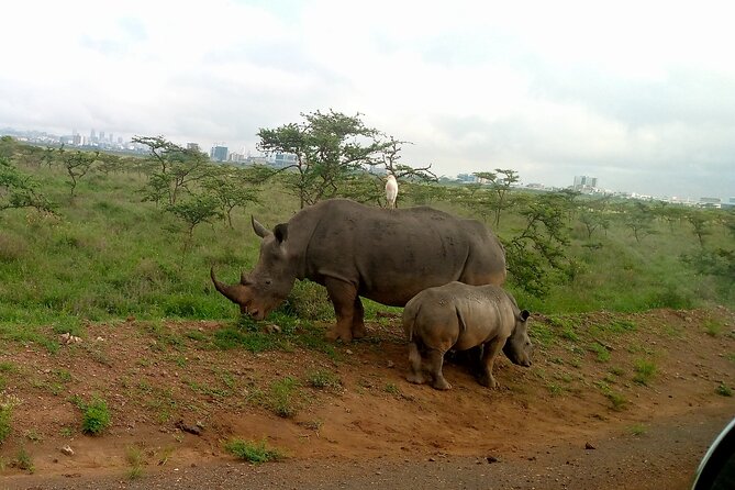 Safari Tour; Nairobi National Park - When the tour delivers less than promised