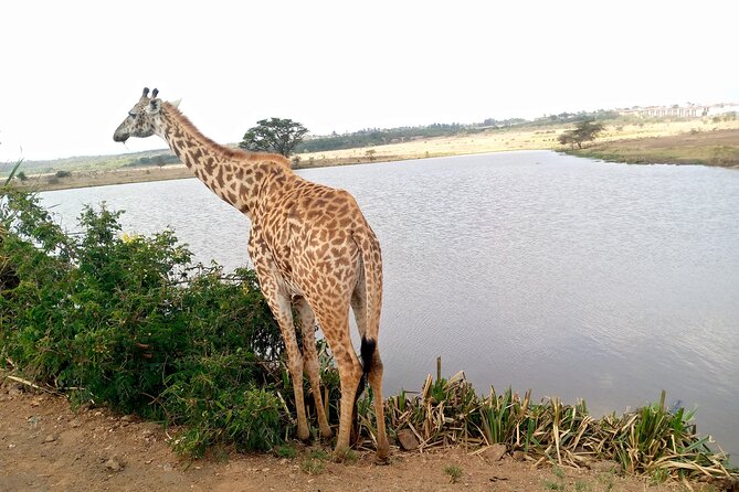 Safari Tour; Nairobi National Park - Price, park fees, and overall value