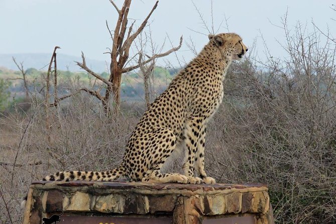 Safaris in Kruger National Park Full Day - An early start sets the tone