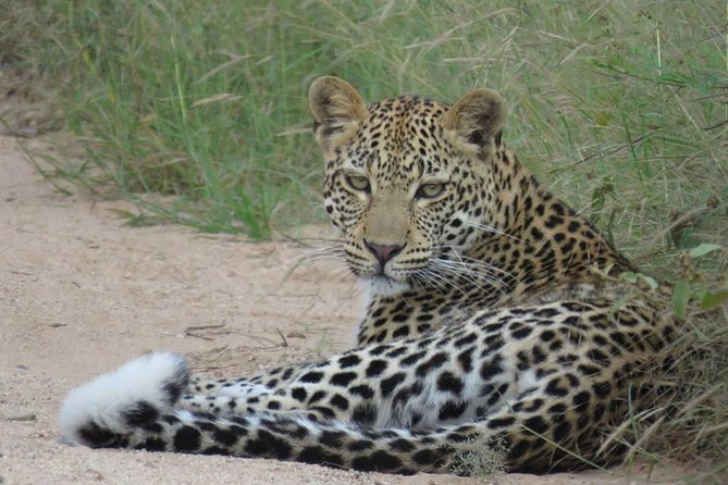 Safaris in Kruger National Park Full Day - Searching for the Big Five