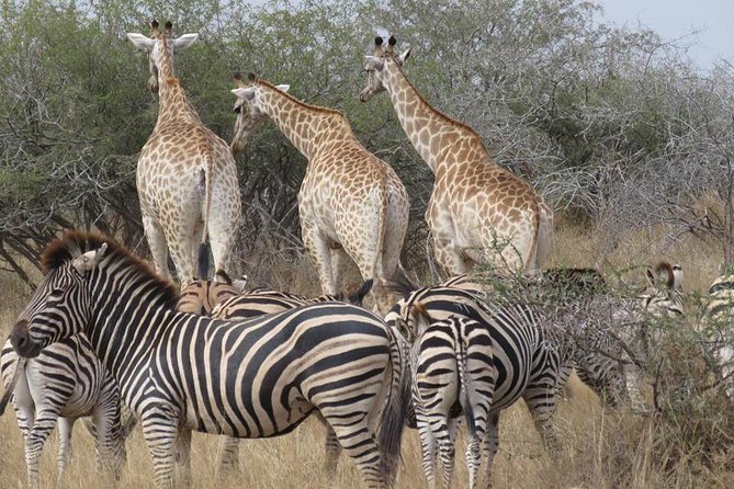 Safaris in Kruger National Park Full Day - Birds and smaller creatures deserve attention