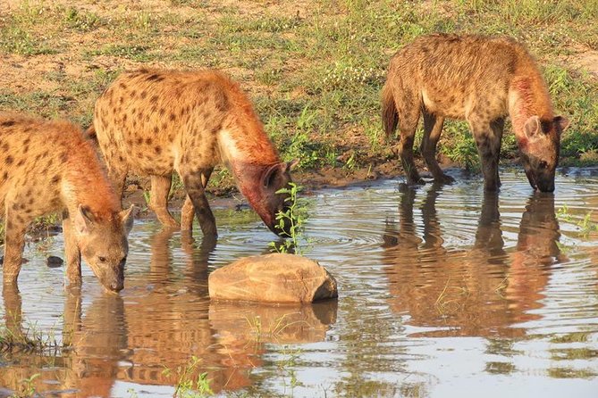 Safaris in Kruger National Park Full Day - What the vehicle and group size mean