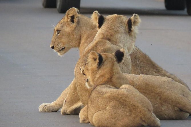 Safaris in Kruger National Park Full Day - Eight hours gives wildlife a fair chance
