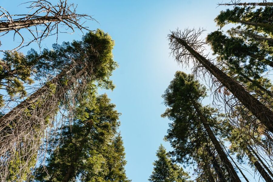 San Francisco: Yosemite National Park & Giant Sequoias Hike - El Capitan and Valley View Overlook
