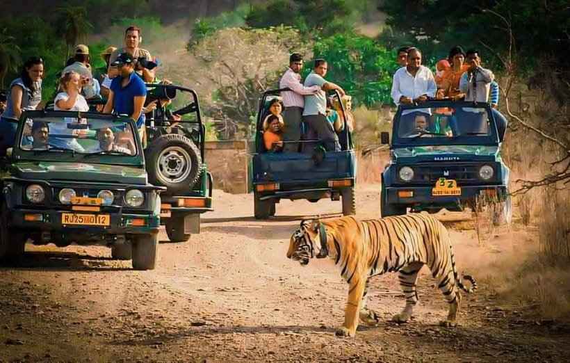 Sawai Madhopur: Ranthambore National Park Guided Jeep Safari - Key points to know before booking
