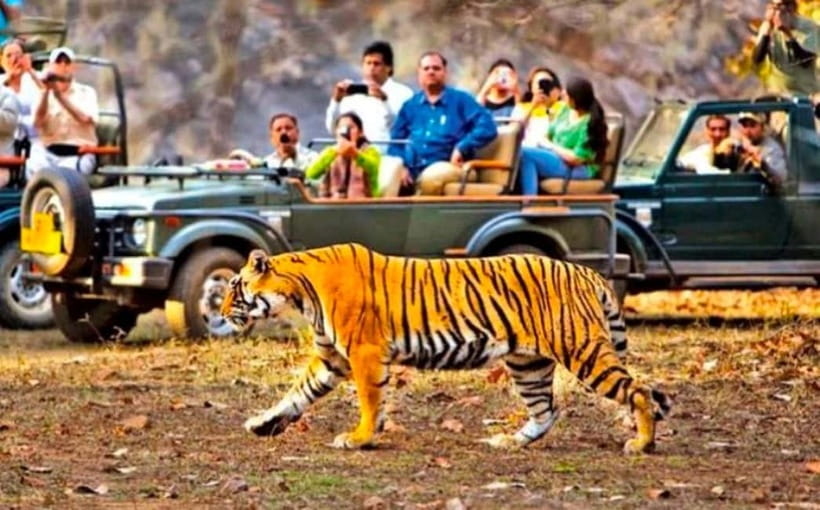 Sawai Madhopur: Ranthambore National Park Guided Jeep Safari - Why Ranthambore makes a memorable safari setting