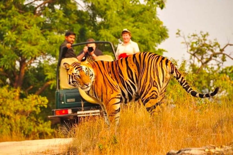 Sawai Madhopur: Ranthambore National Park Guided Jeep Safari - Lakes, water sources, and the best moments to pause
