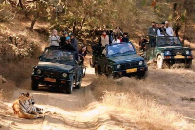 Sawai Madhopur: Ranthambore National Park Guided Jeep Safari