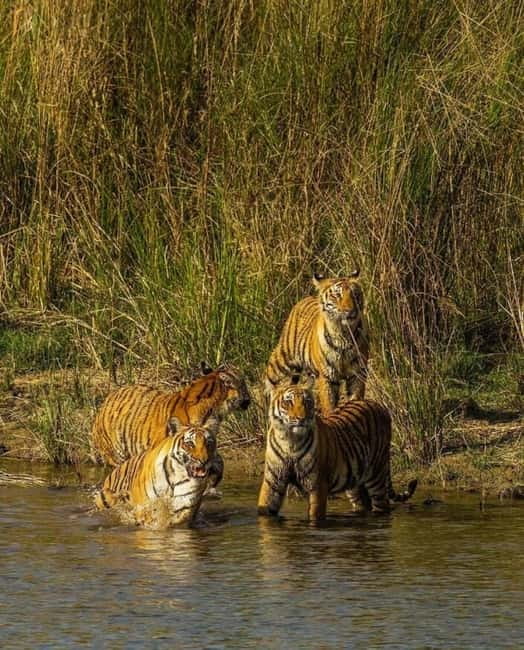 Sawai Madhopur: Ranthambore National Park Guided Jeep Safari - Tigers, bears, leopards, and birdlife