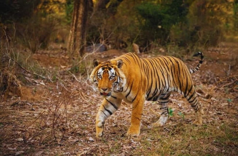 Sawai Madhopur: Ranthambore National Park Guided Jeep Safari - Who will enjoy this safari most