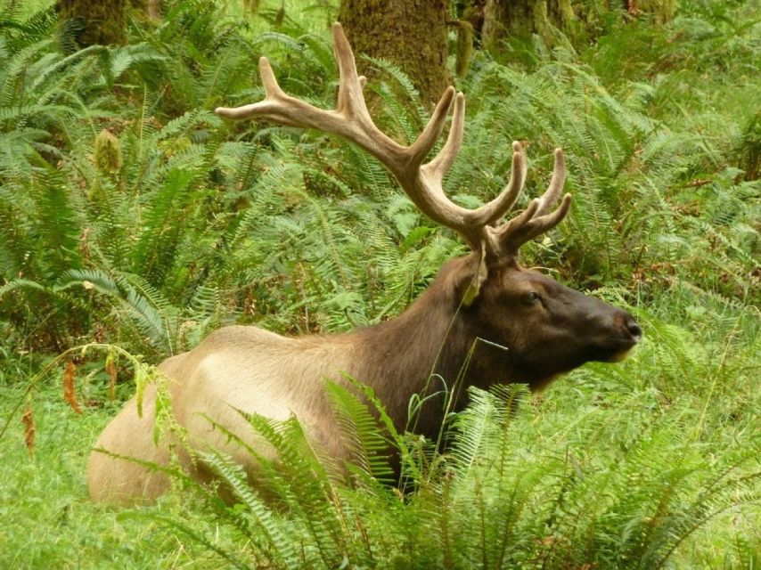 Seattle: Olympic National Park Small-Group Tour - Key things to know before booking