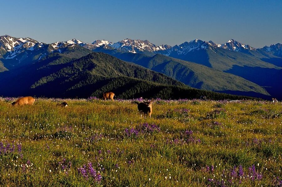 Seattle: Olympic National Park Small-Group Tour - The Pacific coast and tide pools