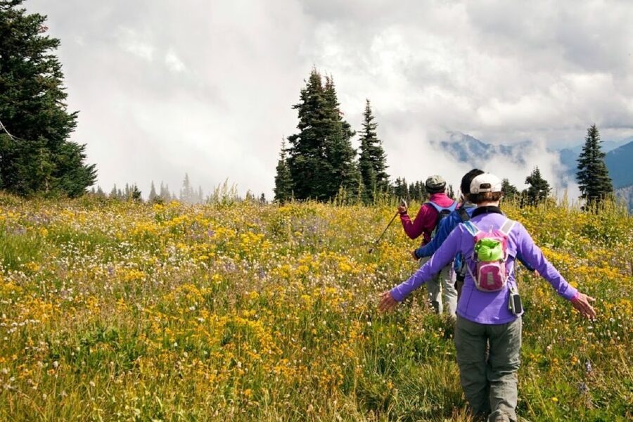 Seattle: Olympic National Park Small-Group Tour - Lunch, snacks, and the little comforts