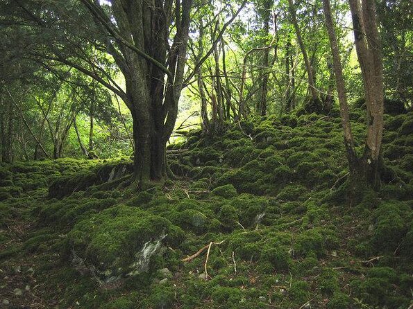 Self-Guided Bike Tour of Killarney National Park, Muckross Gardens & Waterfall - Key points to know before you ride