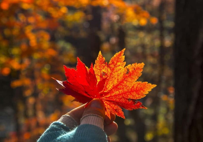 Seoul: Mt. Seoraksan National Park Autumn Foliage Day Tour - Weather is the deciding factor