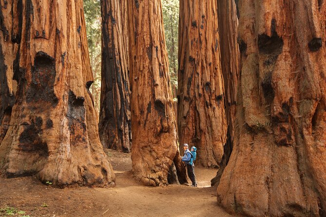 Sequoia Majesty Small Group Tour from Three Rivers. - Key points to know before booking