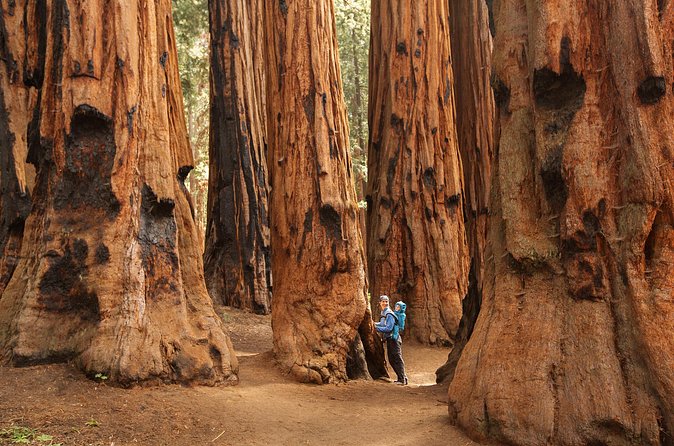 Sequoia Majesty Small Group Tour from Three Rivers. - Crescent Meadow and the included picnic